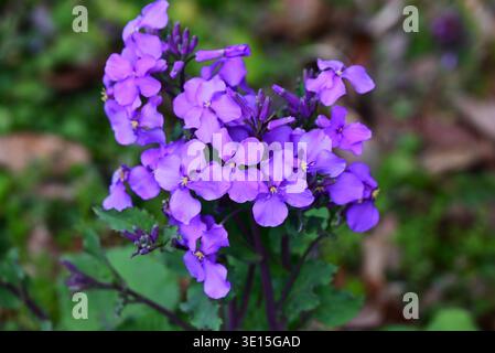 Chinesische Veilchenblüten (Orychophragmus violaceus). Brassicaceae jährlich. Im Frühjahr produziert es blassviolette Blüten in den Rassimen. Stockfoto