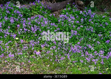 Chinesische Veilchenblüten (Orychophragmus violaceus). Brassicaceae jährlich. Im Frühjahr produziert es blassviolette Blüten in den Rassimen. Stockfoto
