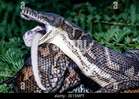 Australischer Küstenteppich Python, der sich an einem Ringschwanzer Possum ernährt Stockfoto