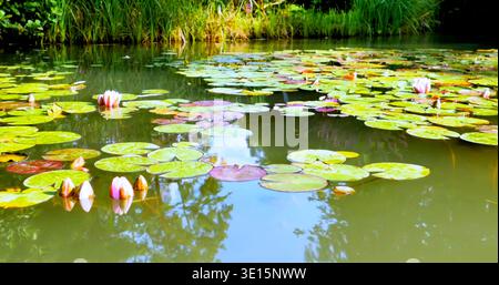 Lilienpads schweben an einem sonnigen Tag in einem natürlichen Teich, umgeben von grünen Pflanzen auf stillem Wasser Stockfoto