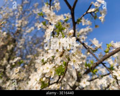 Ein Wildbestäuber, der im Frühjahr vor klarem blauem Himmel auf der Suche nach weißen Pflaumenblüten (Prunus) ist. Stockfoto