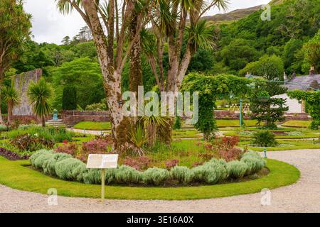 Cordyline australis Kohlbeet in Kylemore Abbey's Victorian Wall Garden, Connemara, County Galway, Irland, mit Wegen und Pflanzen. Stockfoto