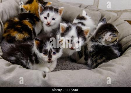 Kleine Kätzchen, die in einem Katzenbett sitzen Stockfoto