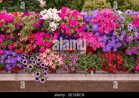 In Terrakottatöpfen blühende Petunenblüten bilden eine bunte Gartenausstellung Stockfoto