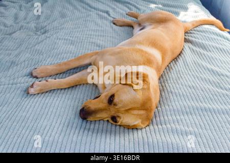 Niedlicher labrador-Retriever-Hund, der auf einem Bett liegt Stockfoto