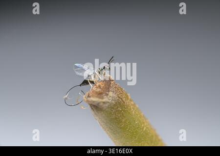 Nahaufnahme einer parasitären Feigenwaffe, die auf Fruchtpedicel steht Stockfoto