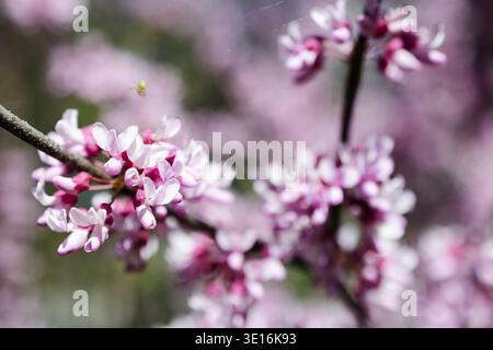 Wunderschöne rosa Blüten des Cercis-Baumes (Eastern Redbud), die im Frühjahr blühen. Nahaufnahme des blühenden Judas-Baumzweigs. Stockfoto
