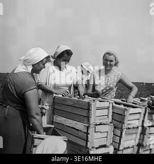 Authentisches Schwarzweiß-Foto aus den 1960er Jahren, das eine Gruppe fröhlicher Kolchosinnen zeigt, die frisch geerntete Tomaten in gestapelten Holzkisten auf einem landwirtschaftlichen Feld im Bezirk Sloviansk sortieren und verpacken. Die Frauen tragen traditionelle Kopftücher und praktische Kleider und arbeiten während der hektischen Sommerernte zusammen. Dieses Vintage-Bild zeigt die sowjetische kollektive Landwirtschaft, die ländliche Teamarbeit und die Agrararbeit der Mitte des Jahrhunderts perfekt. Dieses Archivbild spiegelt den Alltag des friedlichen Donbass vor dem Krieg wider. Stockfoto