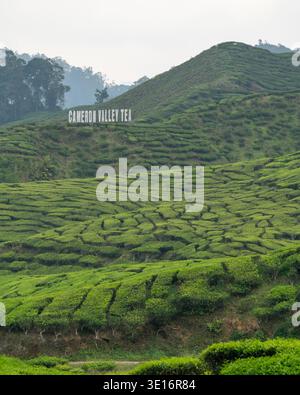 Cameron Highlands, Pahang/Malaysia – 27. Januar 2020: Teebüsche bedecken Terrassenhänge mit einem Schild „Cameron Valley Tea“ auf dem Hang. Stockfoto