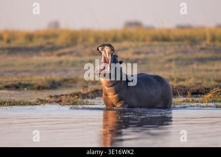 Ein großes Nilpferd (Hippopotamus), das weit im Wasser gähnt und seine massiven Zähne und Kiefer zeigt, Chobe River, Botswana. Stockfoto