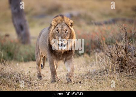 Ein Porträt eines wunderschönen männlichen Löwen mit voller Mähne, der auf die Kamera im Okavango Delta in Botswana zugeht. Stockfoto