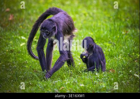 Geoffroy's Spider Monkey mit Baby Stockfoto