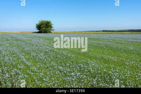 Panorama eines blühenden Flachsfeldes mit einem Baum in der Ferne, auf dem Land Stockfoto