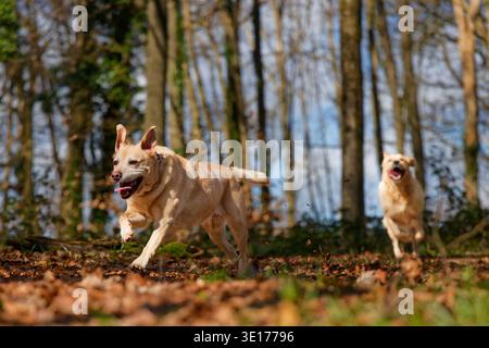 Labrador rennt im Wald mit einem Retriever auf der Jagd Stockfoto