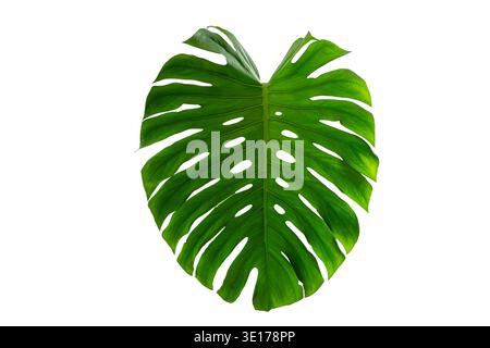 Monstera Blätter mit Blätter isolieren auf transparentem Hintergrund. Monstera-Pflanze, großes grünes Einzelblatt mit isoliertem Stamm. Stockfoto