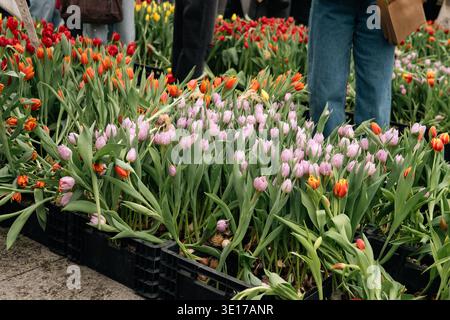 Berlin, Deutschland - 14. März 2026: Pinkfarbene und orangene Tulpenbeete werden während einer öffentlichen Blumenveranstaltung im Zentrum Berlins ausgestellt Stockfoto