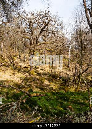 Alte Eichen- und Birkenwälder, Ariundle Oakwood National Nature Reserve, Strontian Glen, Sunart, Highland Region, Schottland, Großbritannien, März 2024 Stockfoto