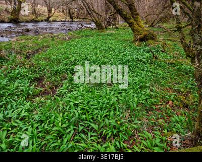 Bärlauch Allium ursinum neben dem Fluss Nant und dekadenter atlantischer Regenwald, Glen Nant Nationales Naturreservat, Argyll and Bute, Schottland, UK Stockfoto