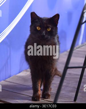 Schwarze Katze mit gelben Augen steht auf Holzböden vor einer blauen Wand und zeigt ihr schlankes Fell und ihre wachsame Haltung Stockfoto