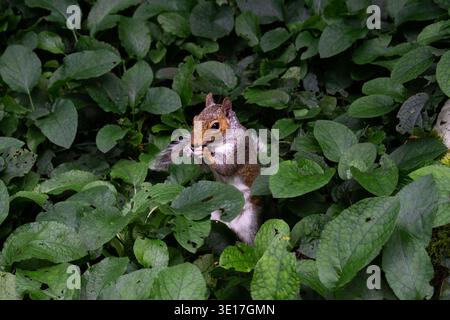 Kleines braunes Eichhörnchen versteckt in der Vegetation, das Samen isst Stockfoto