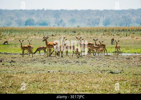 Eine Herde anmutiger Antilopen versammelt sich in der riesigen Savanne des Mahango-Nationalparks in Namibia. Die offene Landschaft zeigt die vielfältige Tierwelt des Parks Stockfoto