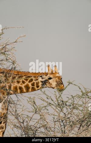 Eine majestätische Giraffe grast anmutig auf Akazienblättern im Etosha Park, Namibia. Das ruhige Bild fängt das Wesen einer afrikanischen Safari im Herzen ein Stockfoto