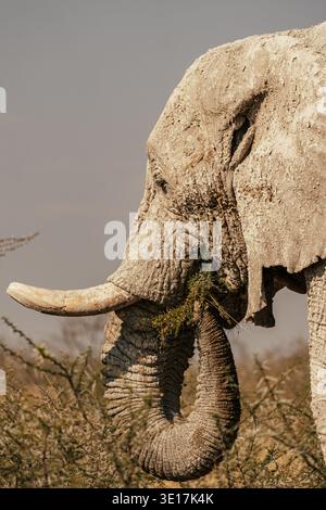 Nahaufnahme eines Elefanten, der in freier Wildbahn im Etosha-Nationalpark, Namibia weidet. Der große Stamm und die Stoßzähne sind markant und spiegeln das Wesen Afrikas wider Stockfoto