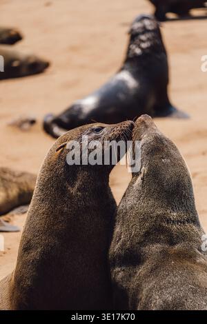 Zwei verspielte Robben treten an den Sandstränden des Cape Cross Seal Reserve in eine zärtliche Interaktion ein. Diese ruhige Szene fängt die Schönheit und den Charme von Th ein Stockfoto