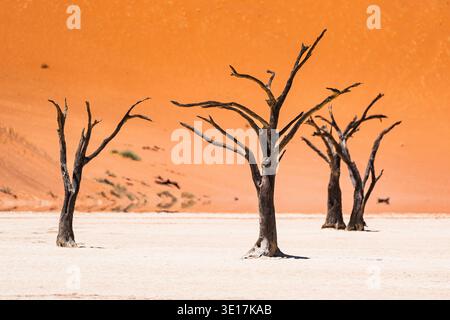 Tote Akazienbäume stehen gegen die markanten Orangendünen von Deadvlei in Namibia. Diese trockene, malerische Landschaft ist ein atemberaubendes Beispiel für Natur Stockfoto