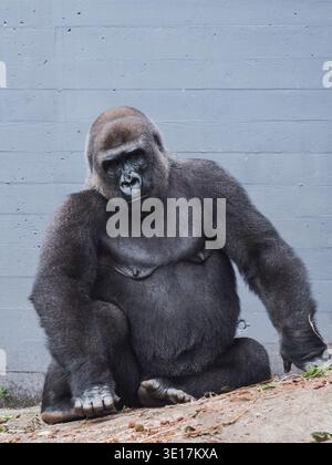 Nahaufnahme eines westlichen Gorillas, der an einer minimalistischen grauen Wand sitzt. Der intensive Blick und die starke Präsenz des Gorillas werden in einer Natur festgehalten Stockfoto