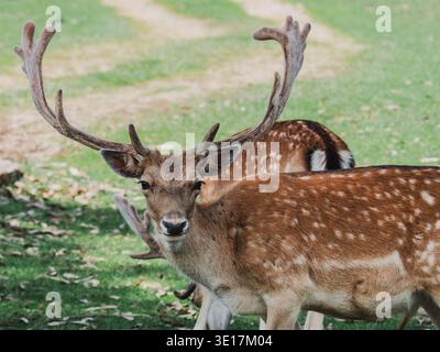 Ein majestätischer männlicher Damhirsch steht anmutig in einem üppigen grünen Feld, dessen große, beeindruckende Geweihe sich nach außen erstrecken. Das gefleckte Fell des Tieres wird gemischt Stockfoto