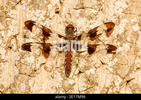 Nahaufnahme einer weiblichen Drachenfliege, Plathemis lydia, die auf Baumrinde thront. Das Bild erfasst Details seiner Flügel und seines Körpers, die nativ von Nein sind Stockfoto
