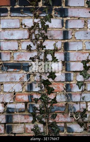 Gewöhnlicher Efeu klettert an einer Ziegelmauer, die mit schwarzen Graffiti markiert ist. Urbaner Hintergrund, in dem die Natur über einer verwitterten, industriellen Stadtstruktur wächst Stockfoto