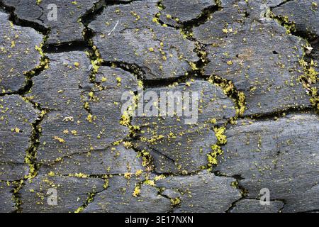 Makrostruktur aus verkohltem schwarzem Holz mit tiefen Rissen und kleinem grünen Moos, das in Spalten wächst. Gebrannte Baumrindenoberfläche mit natürlichen Nachwuchszeichen Stockfoto