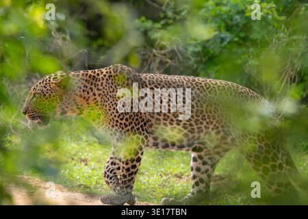 Sri-lankischer Leopard (Panthera pardus kotiya), der durch Bäume spaziert. [ENDEMISCHE Unterspezies] Stockfoto