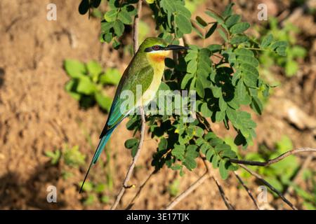 Blauschwanzbienenfresser (Merops philippinus), der auf einem Zweig im ländlichen Sri Lanka thront. Stockfoto