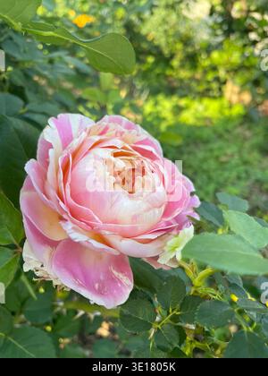 Nahaufnahme einer blühenden zweifarbigen rosa und cremefarbenen englischen Rose umgeben von üppig grünen Blättern in einem sonnigen Garten. Stockfoto