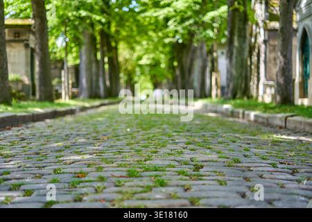 Ein flacher Bodenblick auf einen historischen Kopfsteinpflasterweg mit Gras- und Moosflecken, der durch eine von Bäumen gesäumte Gasse in Paris führt, Stockfoto