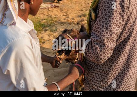 Ein Kamel erhält während der Pushkar-Kamelmesse von Handwerkern mit einer Metallschere einen Gesichtsbesatz, da das Tier durch seinen Unterkiefer gesichert wird. Stockfoto