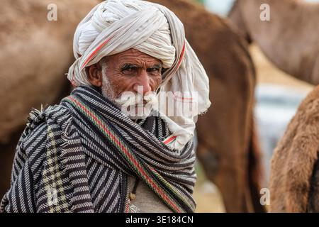 Ein Mann mit einem großen weißen Turban und Schnurrbart schaut direkt in die Kamera auf der Pushkar Kamelmesse mit mehreren Kamelen hinter ihm. Stockfoto