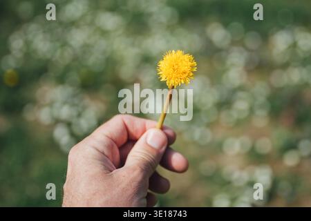 Nahaufnahme der Hand einer Person, die sanft eine einzelne leuchtende gelbe Löwenzahnblüte an ihrem dünnen grünen Stiel vor einem weichen Bokeh-Hintergrund aus grünem Grau hält Stockfoto