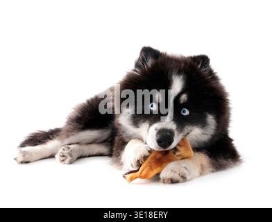 Pomsky und Snack vor weißem Hintergrund Stockfoto