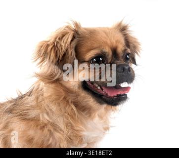 Terrier vor weißem Hintergrund Stockfoto