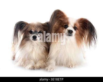 Papillon Hunde vor weißem Hintergrund Stockfoto