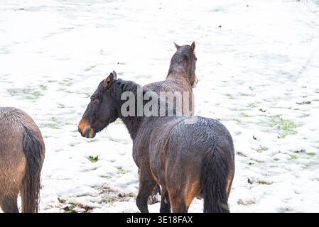 Drei Pferde stehen auf einer schneebedeckten Wiese in der spanischen Landschaft Stockfoto