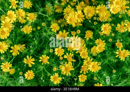 Blick von oben auf leuchtende gelbe Gänseblümchen, die dicht zwischen üppig grünem Laub blühen. Das Bild erzeugt ein frisches, fröhliches und natürliches Blumenmuster Stockfoto