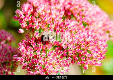 Bombus verzögert das Sammeln von Pollen auf dem hellrosa, rot blühenden Sedum Stockfoto