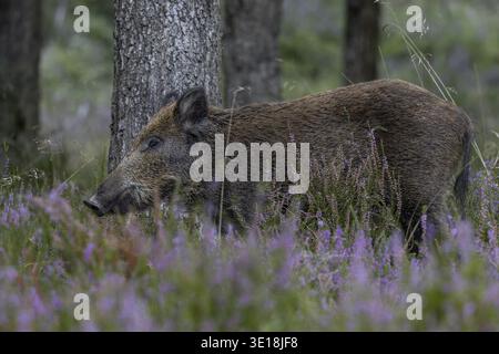 Ein Wildschwein (Sus scrofa) in blühender Heidekraut, Heidekraut Blüte, Mastjahr, Eichelmast, defensiv, September, Dänemark Stockfoto
