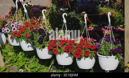 Bunte Petunie-Blumen hängen in weißen Töpfen in einem Gartencenter Stockfoto