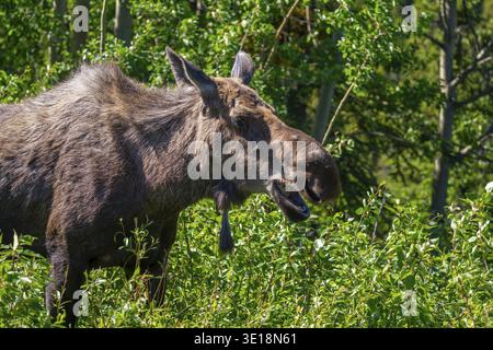 Elche (Alces alces) im Wald, Alaska, USA Stockfoto